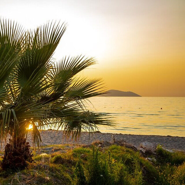 Palm frond silhouetted against a sunset over the Ionian sea